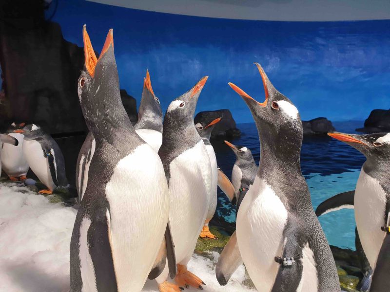 Penguins at SEALIfe, Melbourne
